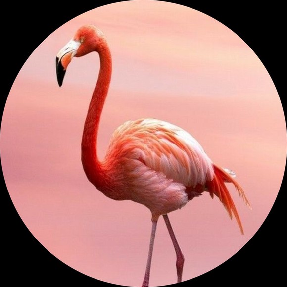 pinkflamingo11